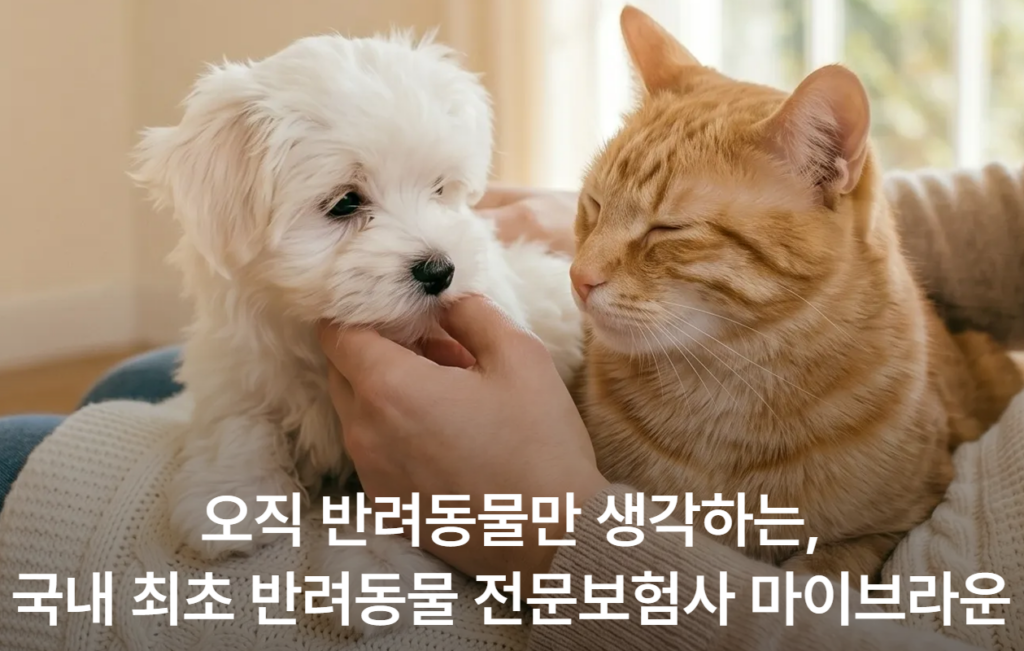 마이브라운 펫보험 총정리-보험료, 면책기간, 슬개골 보장까지 2 마이브라운 펫보험